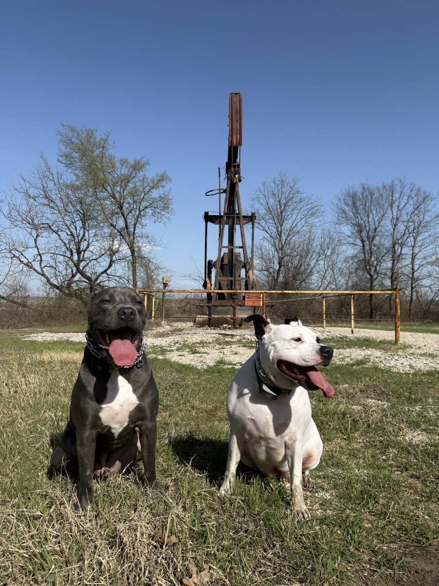 howe_avery's tweet photo. @UCFProduction @alexxpowers @UCF_Softball @TerrierSoftball @CSUB_Softball @DukeSOFTBALL @TerpsSoftball @UBBullssoftball Willow and Gunnar will be tuned in all weekend https://t.co/fsJCcxQXU8