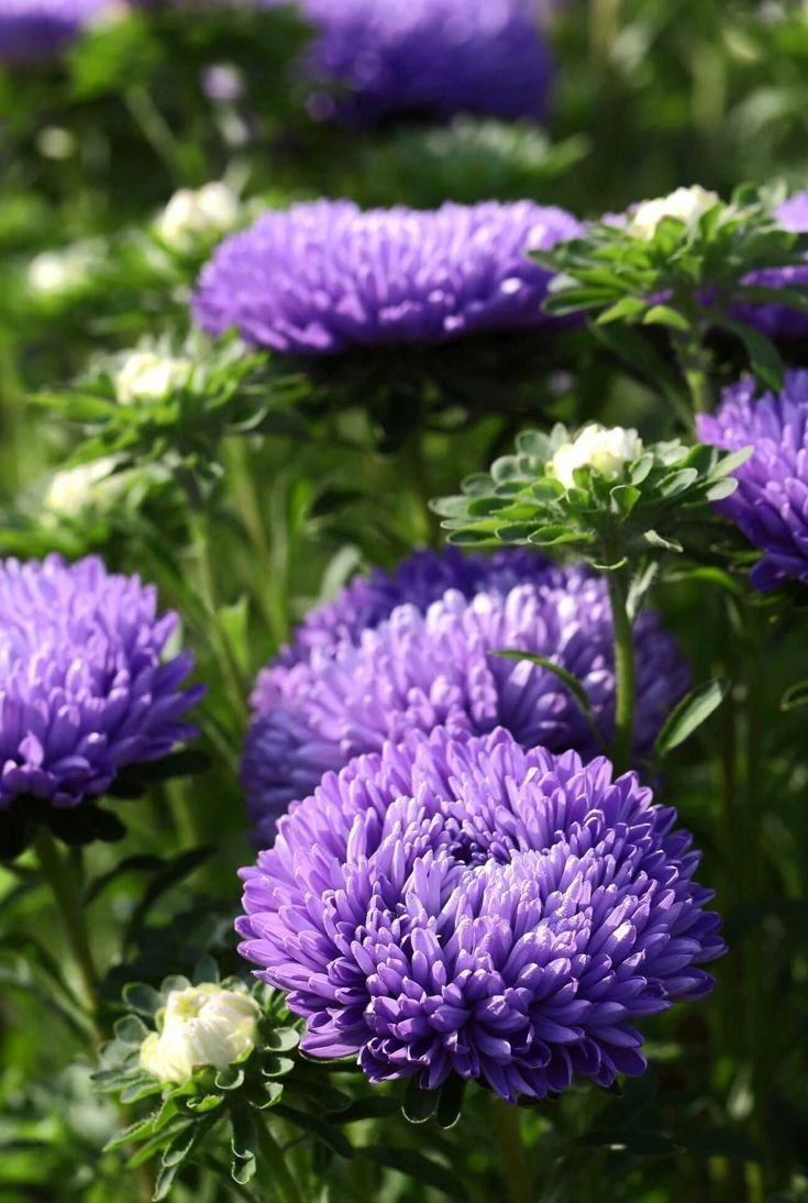 zacIoT's tweet photo. Luganda: Kiwere
English: Purple chrysanthemum https://t.co/RKyzWyRdyU