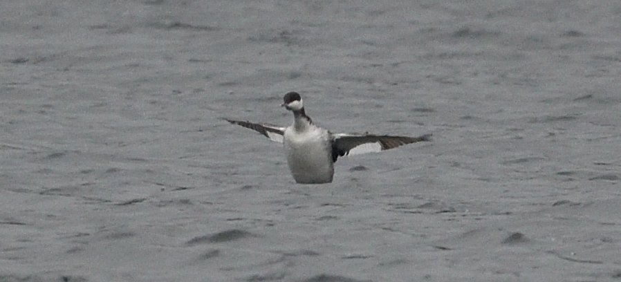 Slavonian Grebe was always distant and diving on the main lake at College Lake, just over the Herts border, early afternoon. Very murky but the rain largely held off <a href="/bucksalert/">Bucks Bird Alert</a> <a href="/buzmor1/">Gary H</a>