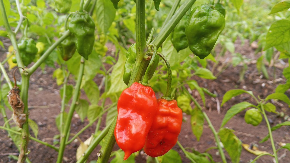 Sainte_Hermine5's tweet photo. Le piment, ce n'est pas juste du piquant dans l'assiette. C'est une culture rentable, rapide et adaptée à nos sols africains. Investir dans l'agriculture du piment, c'est miser sur l'avenir.
La terre ne ment jamais !
#Agriculture https://t.co/m1HSZWO8PJ