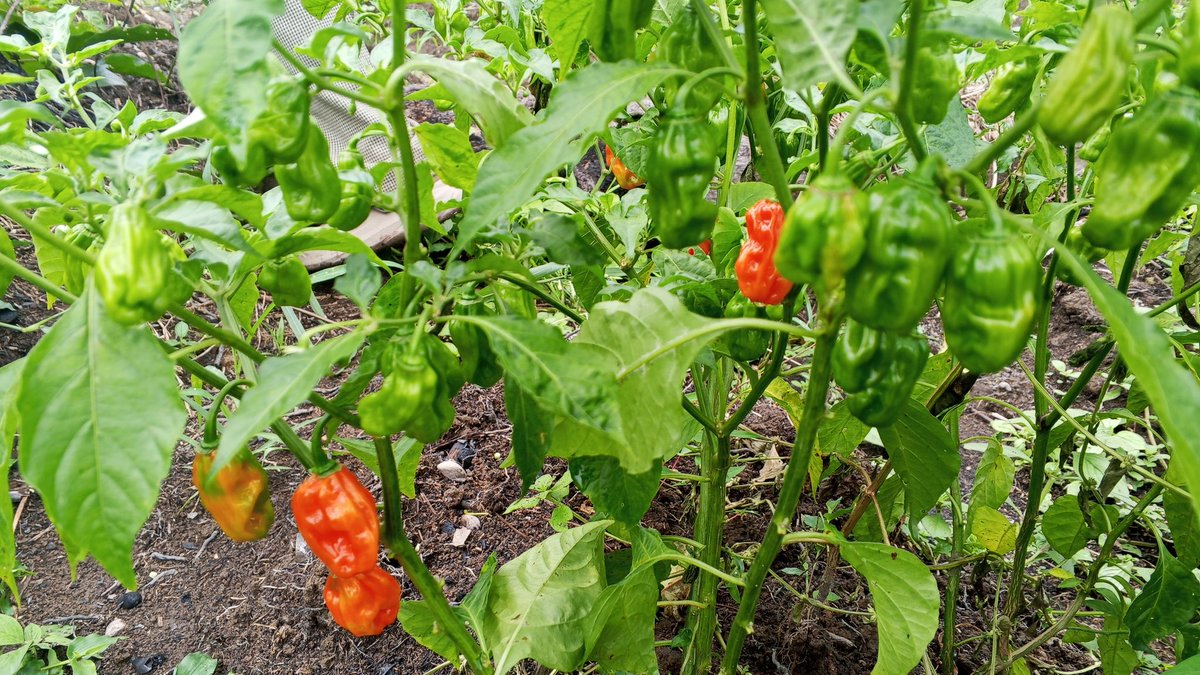 Sainte_Hermine5's tweet photo. Le piment, ce n'est pas juste du piquant dans l'assiette. C'est une culture rentable, rapide et adaptée à nos sols africains. Investir dans l'agriculture du piment, c'est miser sur l'avenir.
La terre ne ment jamais !
#Agriculture https://t.co/m1HSZWO8PJ