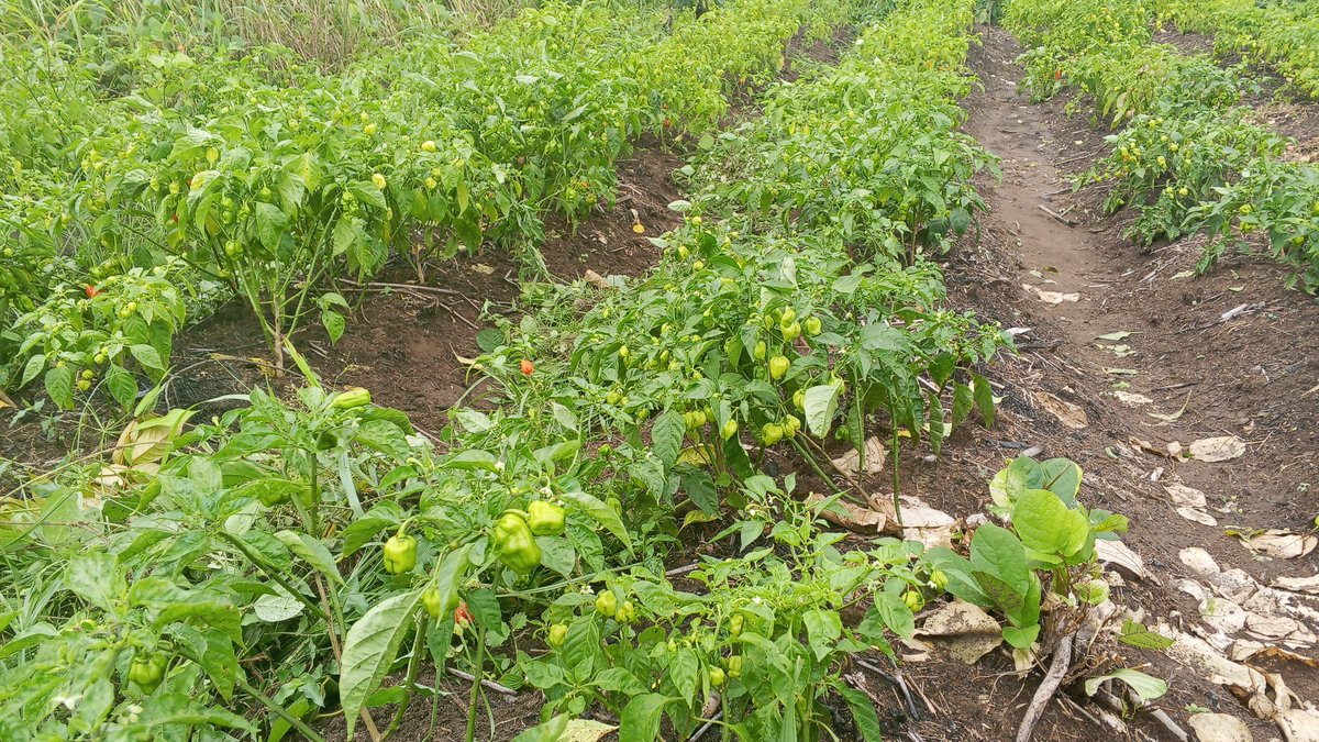 Sainte_Hermine5's tweet photo. Le piment, ce n'est pas juste du piquant dans l'assiette. C'est une culture rentable, rapide et adaptée à nos sols africains. Investir dans l'agriculture du piment, c'est miser sur l'avenir.
La terre ne ment jamais !
#Agriculture https://t.co/m1HSZWO8PJ