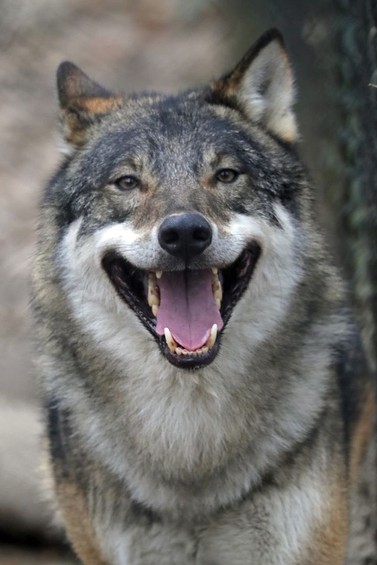 jackwolfewolves tweet picture