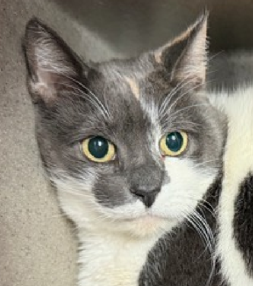JLthekid9999's tweet photo. ππ SHADOW (ID 244530), 9 YO, FEMALE β IN MANHATTAN ACC - came into the shelter as an owner surrender on 12/30/2025, with the surrender reason stated as person circumstance- homeless. ππ πΏ πΏ πΏ πΏ
β‘οΈTBD 2/7/26
β‘οΈ SENIOR ALERT
β‘οΈ TOO LOW ON PLEDGES TO STIMULATE RESCUE INTEREST
β‘οΈππ 4TH Chance on Emergency Placement List β BEYOND URGENT - NO ROOM IN SHELTER β WILL NOT BE GIVEN MUCH MORE TIME β VERY HIGH EU/SILENT KILL RISK β ππ π±π₯π₯π±
β‘οΈ 40 DAYS IN SHELTER β TOO LONG β TIME IS RUNNING OUT
β‘οΈ SHADOW IS ON THE EPL FOR BEHAVIORAL REASONS - She is not thriving in the care center and continues to display distance-increasing behavior when approached for interactions. She has not warmed up despite staff using treats to build a positive association. This designation often means that the cat will be given very little time for rescue/foster/adoption. π₯π₯π₯π₯
A volunteer writes: Up until a few weeks ago, Shadow was part of a household with two cat siblings to wile away the day with. Then her person became homeless, and Shadow came to stay with us. Fearful at first, Shadow has been trying her best--slowly coming out of her hidey den to greet humans, accepting pettings, and exchanging slow blinks with all the team members who are giving this gorgeous lady extra TLC. We're proud of her progress, but we know she'll really blossom if she can find a new pet parent who offers her a quiet place to get her bearings. Even the most social cats don't like the sudden disruption of losing their home, and it hits shy, sensitive cats like Shadow the hardest. Can you help our girl? Consider making her the newest member of your family and arrange a meet and greet today! β€οΈ π»β€οΈ π»β€οΈ π»
NEEDS OUT OF SHELTER ASAP β
Please RT or pledge, if you can, to save this little one.
@AdamsPaulGrimke
ππΏπThank you