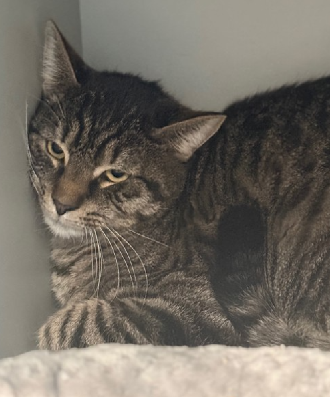 JLthekid9999's tweet photo. 🆘🆘 MILO (ID 240023), 2 YO, MALE– IN QUEENS ACC - came into the shelter as an aco - owner surrender on 10/24/2025, with the surrender reason stated as person health - medical. 🆘🆘 😿 😿 😿 😿
➡️TBD 2/7/26
➡️ TOO LOW ON PLEDGES TO STIMULATE RESCUE INTEREST
➡️ 🆘🆘 3RD Chance on Emergency Placement List – NO ROOM IN SHELTER – WILL NOT BE GIVEN MUCH MORE TIME – VERY HIGH EU/SILENT KILL RISK– 🆘🆘 😱🔥🔥😱
➡️ 105 DAYS IN SHELTER – TOO LONG – TIME IS RUNNING OUT
➡️ MILO IS ON THE EPL FOR BEHAVIORAL REASONS -. He is not thriving in the care center and continues to display distance-increasing behavior when approached for interactions. He has not warmed up despite staff using treats to build a positive association. This designation often means that the cat will be given very little time for rescue/foster/adoption. 🔥🔥🔥🔥
What my friends at ACC say about me: Milo is an adult cat that may not have had many interactions with humans from an early age. He is apprehensive of people and while showing no aggressive behaviors, he appears wary of human contact. It is difficult to predict if he will respond to socialization but we recommend offering high value treats and food to help build a positive association to humans. Please be mindful that older cats will require more time and skill in order for them to be comfortable around people. Due to the behaviors seen in the care center, we feel that this cat will do best in an experienced, adult only home. 😿🙏😿🙏😿🙏
NEEDS OUT OF SHELTER ASAP –
Please RT or pledge, if you can, to save this little one.
@AdamsPaulGrimke
💔😿🙏Thank you