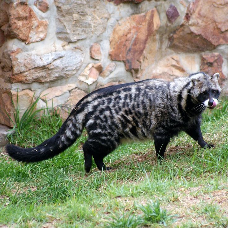 zacIoT's tweet photo. Luganda: Ffumbe
English: Civet Cat https://t.co/Nspn1DfFsx
