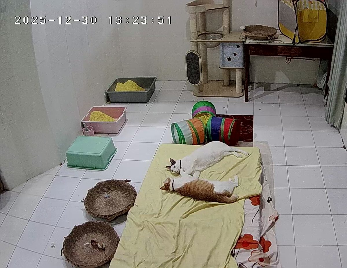 Kost kucing
