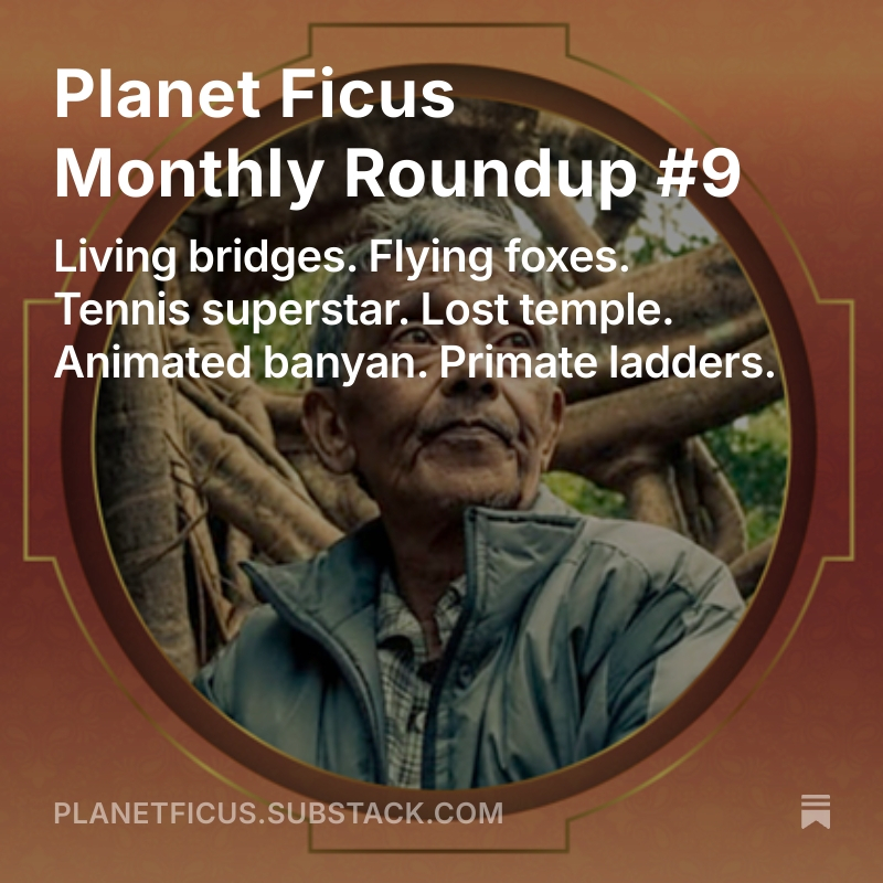 shanahanmike's tweet photo. Living bridges. Flying foxes. A tennis superstar. A lost temple. An animated banyan. Ladders for primates — and more! Just another month on Planet Ficus https://t.co/X6ivvlcha8