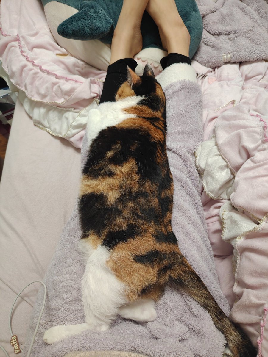 うちの猫、こんなに長ーいの……