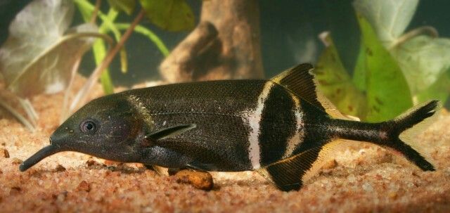 zacIoT's tweet photo. Luganda: Nsuma
English: Elephant-snout Fish https://t.co/1X6jfe9wWy
