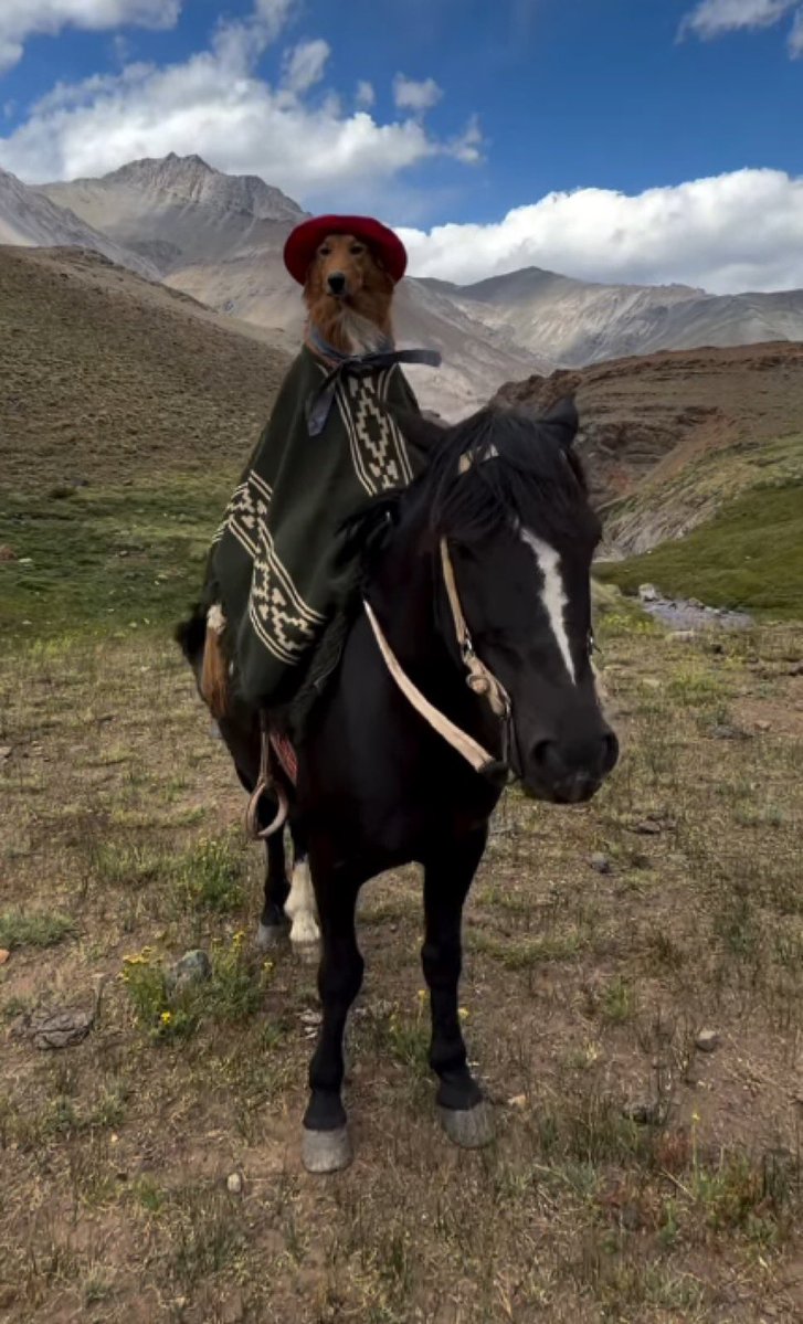 This is what we need right now 

The coolest dog on earth

Owner on board 

Everyone support 

5E93HCDwNKnUvPrMCnfMCassC1BvyfiZYrUW1r7Cpump