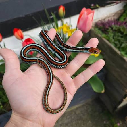 The Dictionary tweet media