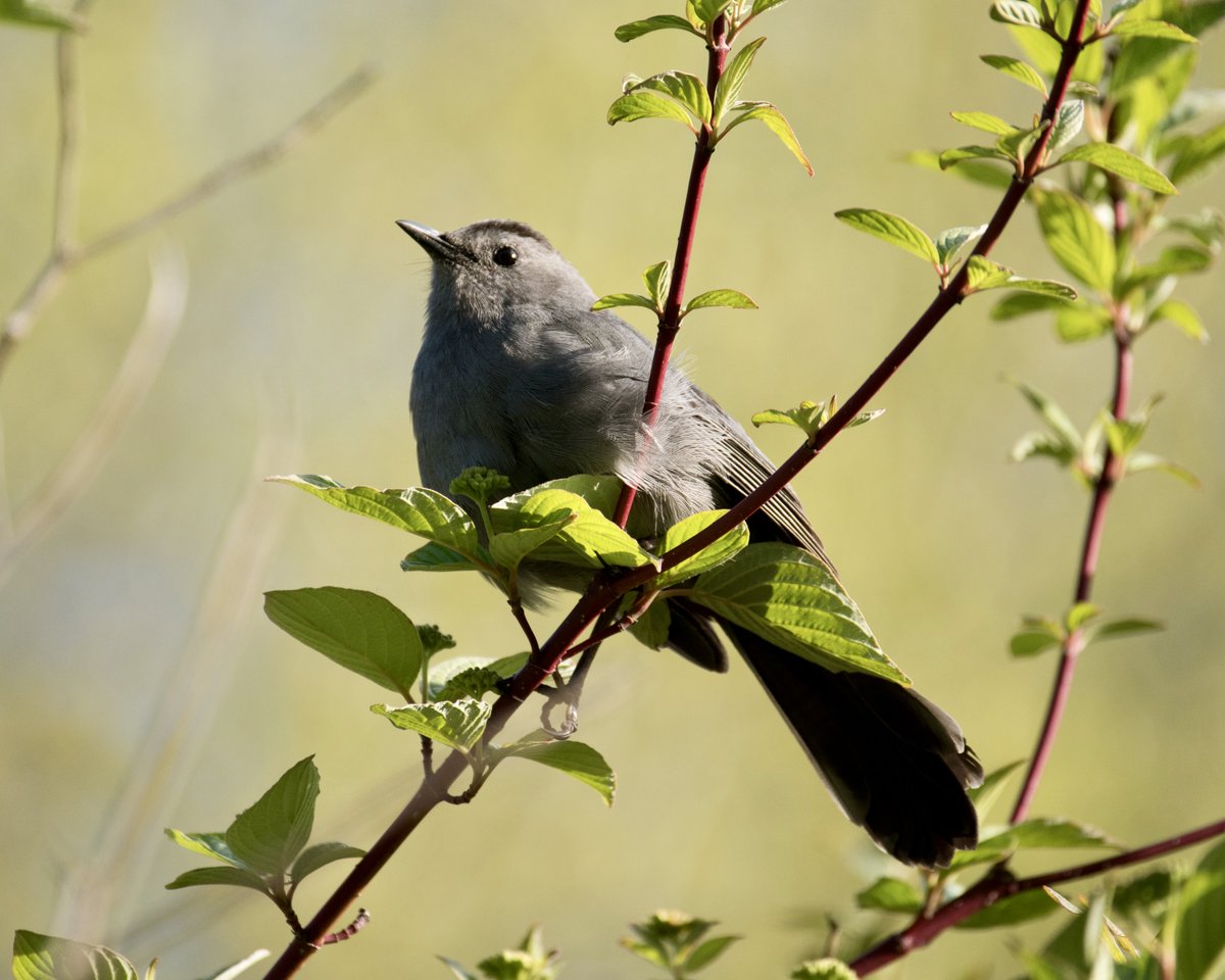 Boesephoto's tweet photo. A nice pic of a #GrayCatbird ☺️ https://t.co/aDUhsrhoen
