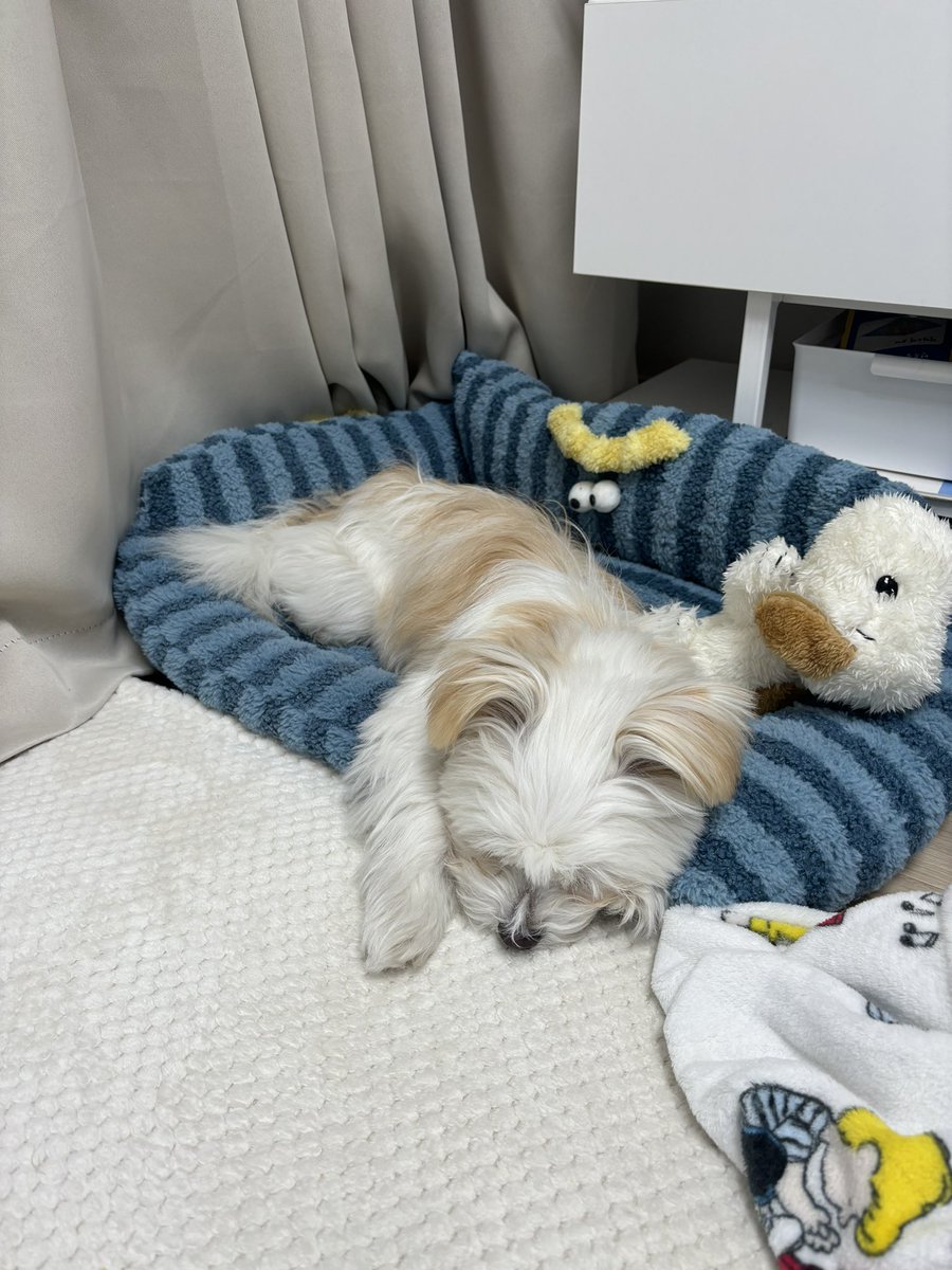 Noopppp_y's tweet photo. 다 녹은 아몬드 아이스크림 https://t.co/N4OfmMHqmM