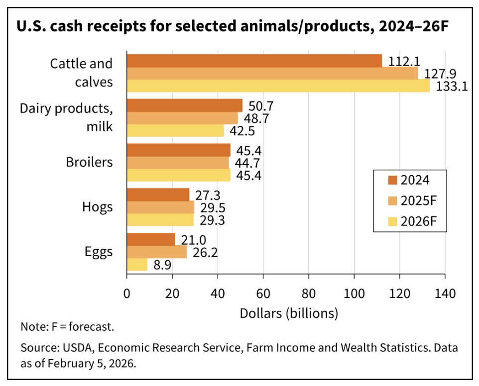 FarmPolicy's tweet image. 1/ Total animal/animal product #cash #receipts are forecast at $273.9 billion in 2026, a decrease of $17 billion (5.8%) in nominal terms from 2025.

From the @USDA_ERS: tinyurl.com/3xvrjzhb