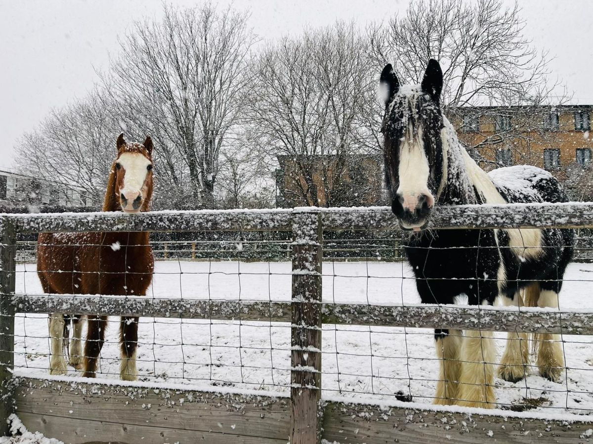 Kentish Town City Farm tweet media