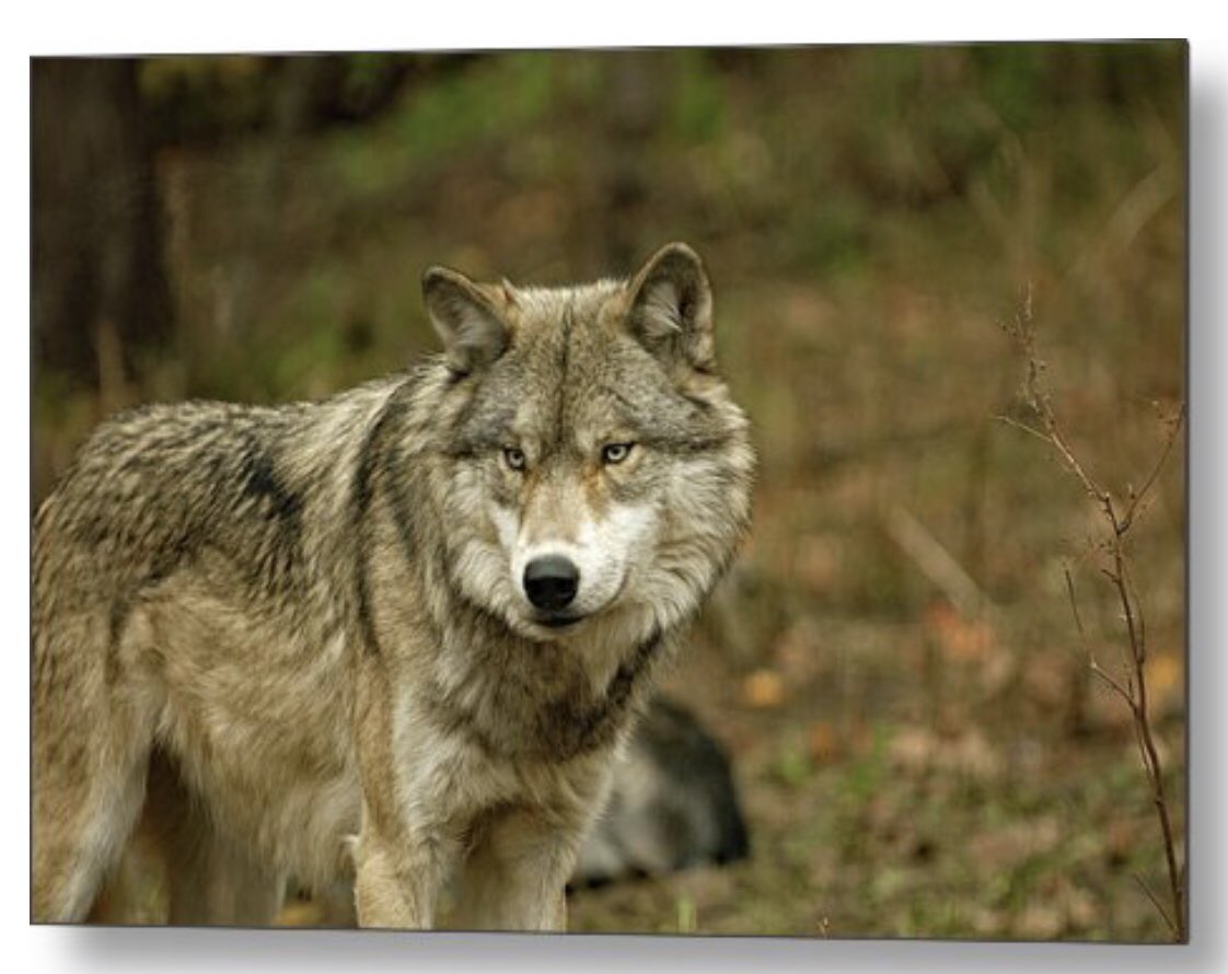 shonna99784's tweet photo. Haliburton, Ontario - Grey Wolf in Autumn Forest - Metal Print https://t.co/6I4q5krgoy

#Haliburton #Ontario #GreyWolf #AutumnForest #CanisLupus #MetalPrint #FineArtPrints #WallArt #HomeDecor #ShonnaHawkinsPhotography #BuyIntoArt https://t.co/9Uy8cGhyRv