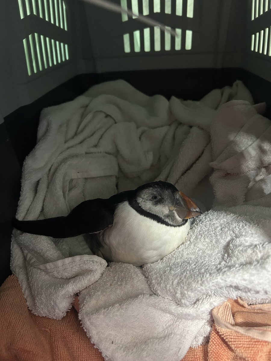 anasunflwr's tweet image. Un frailecillo que es un pájaro típico del norte de Europa ha aparecido en la barrosa en Chiclana con el temporal 

esto es tremendo!!!!!!!