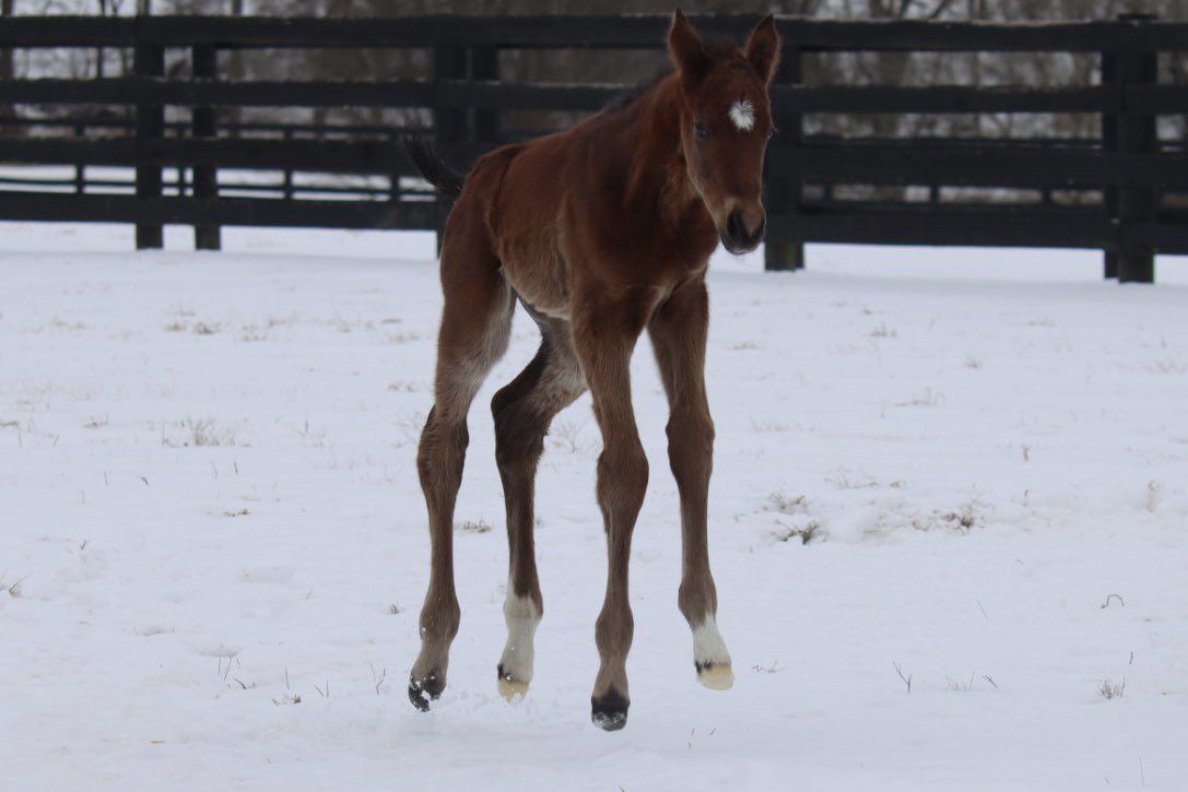 BurlesonFarm's tweet photo. At this point the only people enjoying the snow are the foals, like this little nugget by @Gainesway stallion Mckinzie https://t.co/tiFt0C2cRS