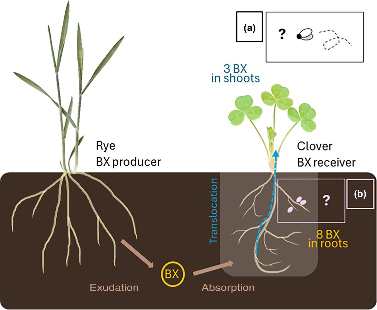 New Phytologist tweet media