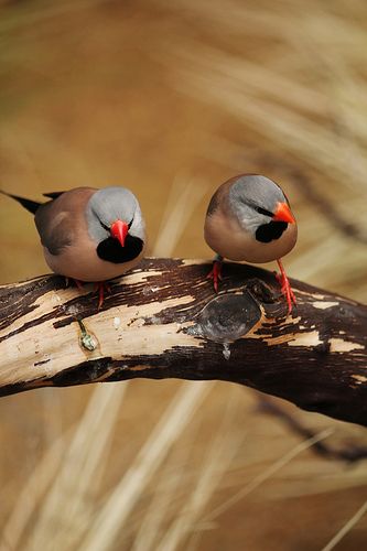 zacIoT's tweet photo. Luganda: Nnyonyi Nakinsige
English: Long-tailed Finch https://t.co/VeqC6VzPVB
