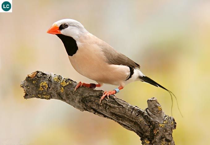 zacIoT's tweet photo. Luganda: Nnyonyi Nakinsige
English: Long-tailed Finch https://t.co/VeqC6VzPVB