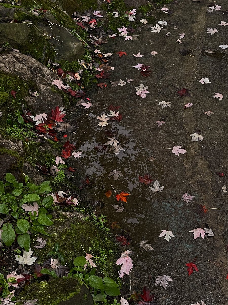 meshari.m tweet media