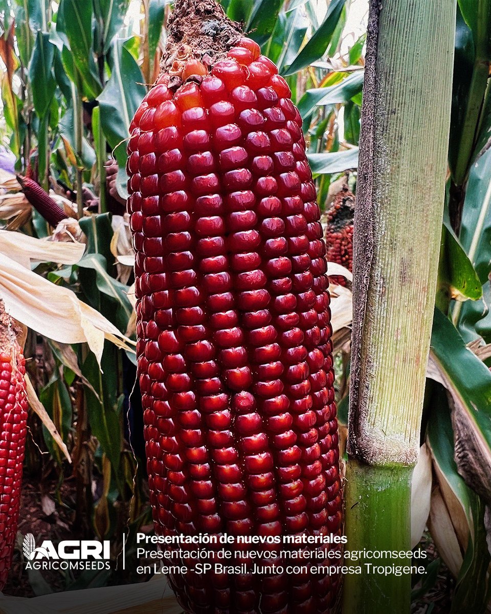 AgricomseedsSRL's tweet photo. Presentación de nuevos materiales agricomseeds en Leme -SP Brasil. Junto con empresa Tropigene. https://t.co/V5l2tr3iJq