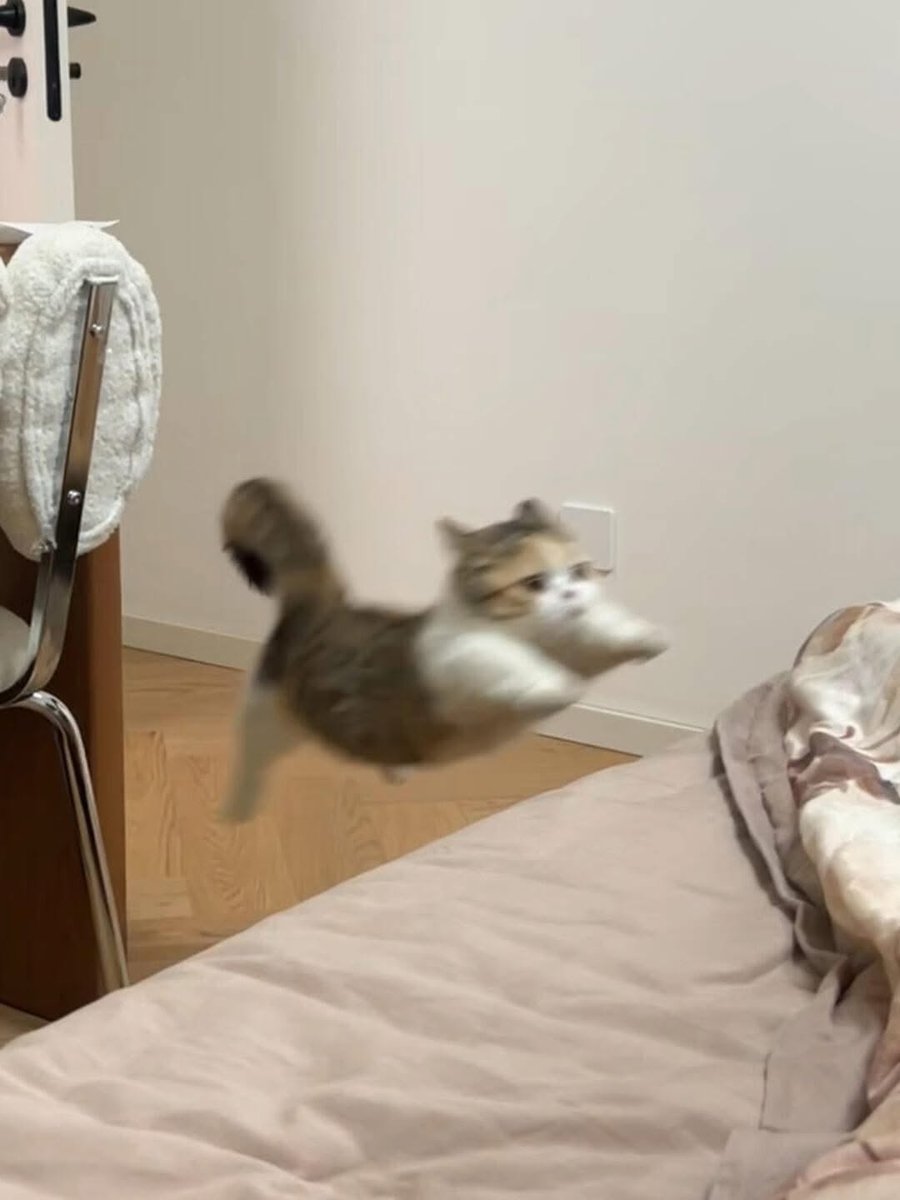 Catsillyness's tweet image. *Grabs snacks*

Cat: