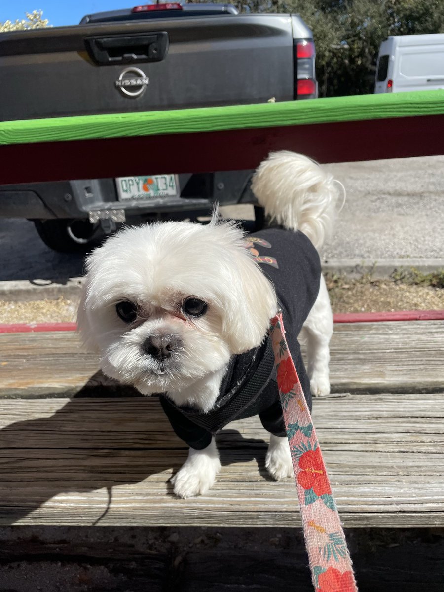 Deb8589's tweet photo. Smile! Here’s my Shih Tzu Cody after getting groomed yesterday. It’s the small things…❤️💜 https://t.co/XmxIJ4QgDX