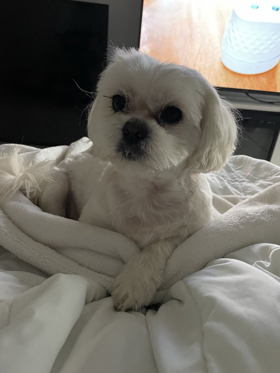 Deb8589's tweet photo. Smile! Here’s my Shih Tzu Cody after getting groomed yesterday. It’s the small things…❤️💜 https://t.co/XmxIJ4QgDX