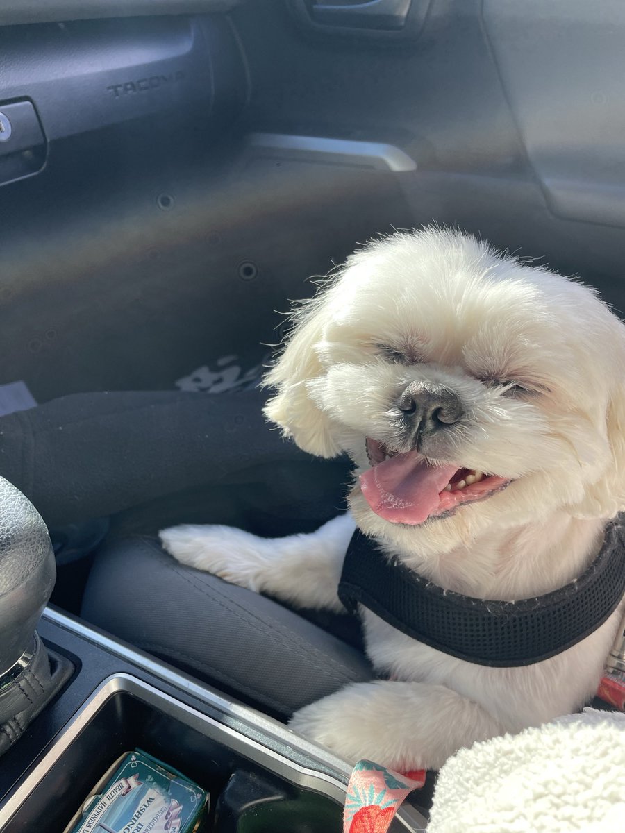 Deb8589's tweet photo. Smile! Here’s my Shih Tzu Cody after getting groomed yesterday. It’s the small things…❤️💜 https://t.co/XmxIJ4QgDX