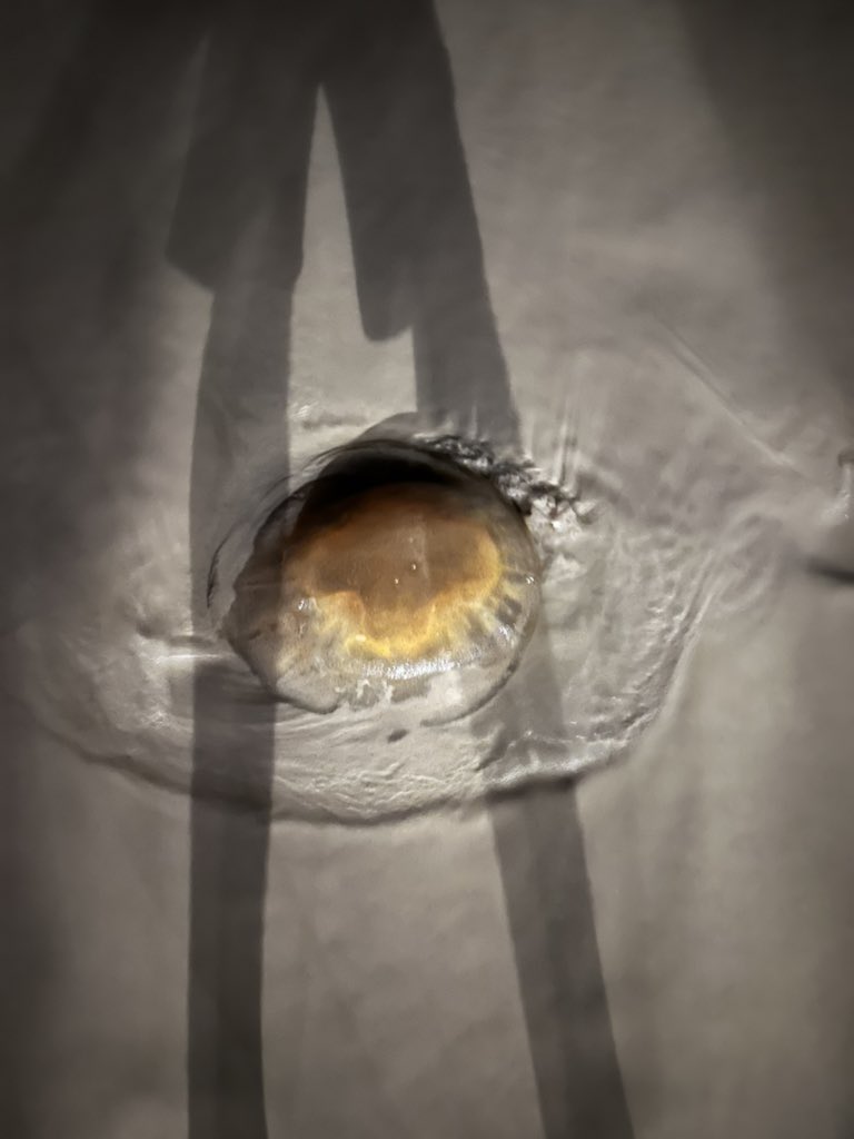 vebster88's tweet photo. The biggest jellyfish I ever seen! 🪼 

Near 50 cm diameter. 

I think this one can kill you. 😵
Like dead altcoins. 🧟‍♂️ https://t.co/x99xC5iKZn