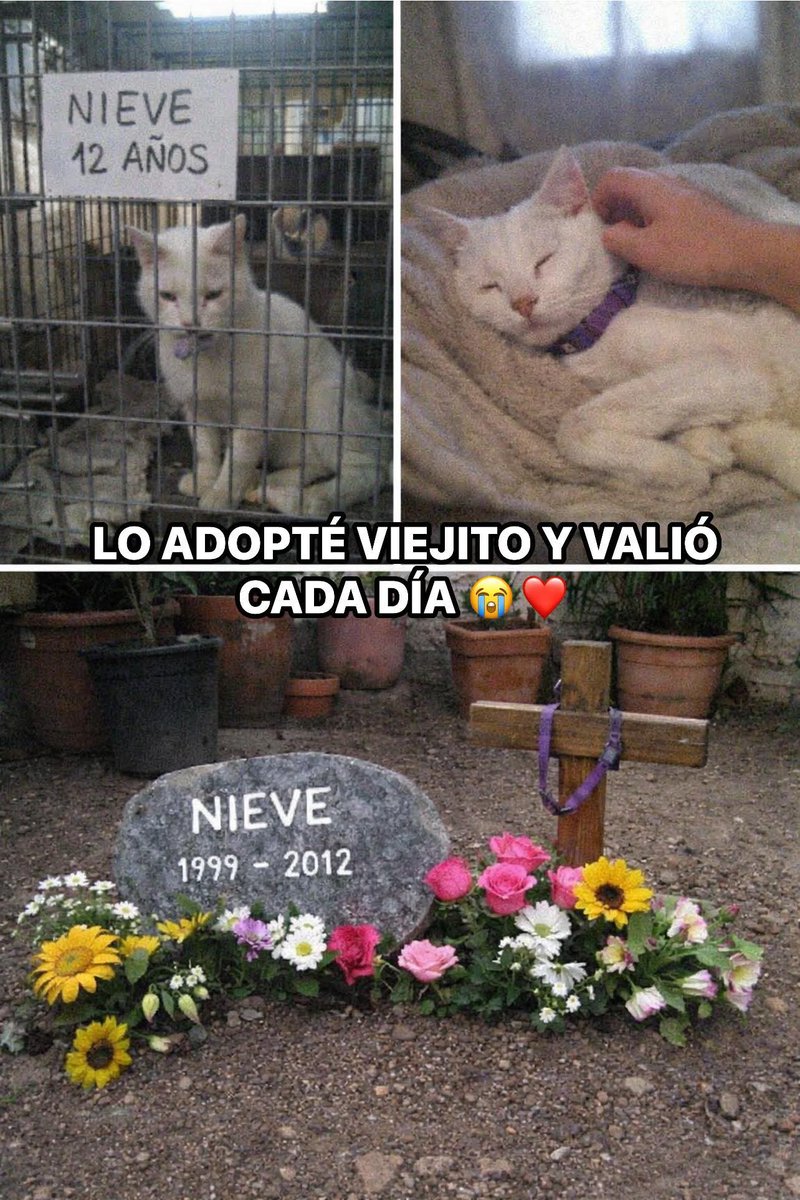 En el albergue nadie quería a Nieve porque tenía 12 años y estaba enfermo 

Fui a adoptar un gatito bebé pero lo vi solito en su jaula con un letrero que decía su edad, la voluntaria me dijo que llevaba meses ahí y que probablemente iba a morir sin conocer un hogar 

Me lo llevé