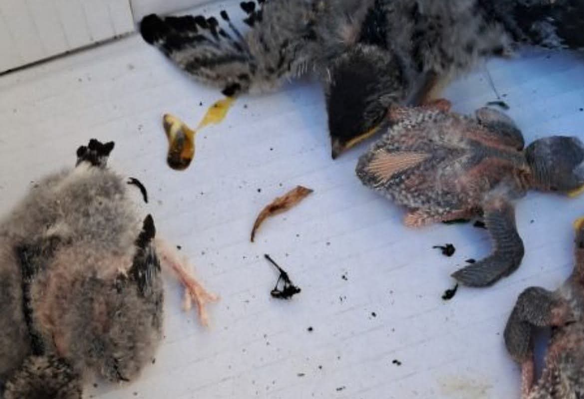 Robert Maślak tweet media