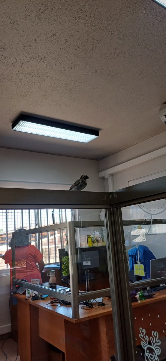 Cuando te vienen a visitar a tu escritorio en el trabajo ❤️🥹🐦‍⬛