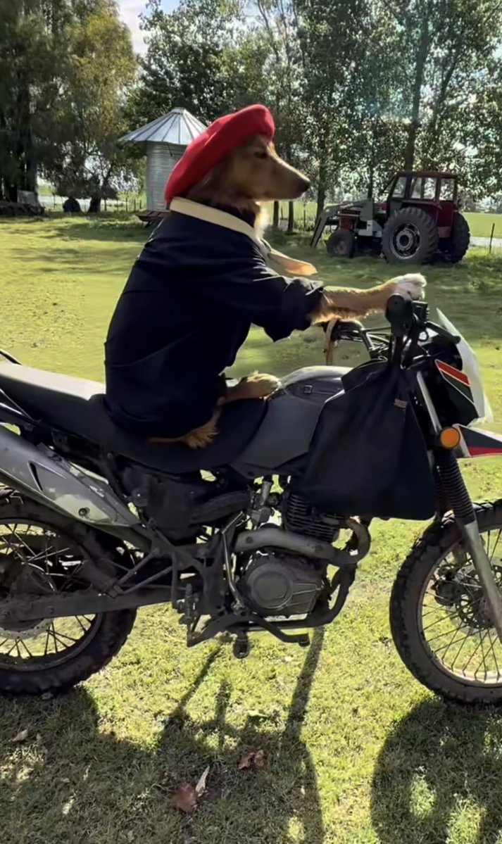 There’s a KOL $dog at 1M, and there’s a real aura dog called $preguntale at 180k, send it.