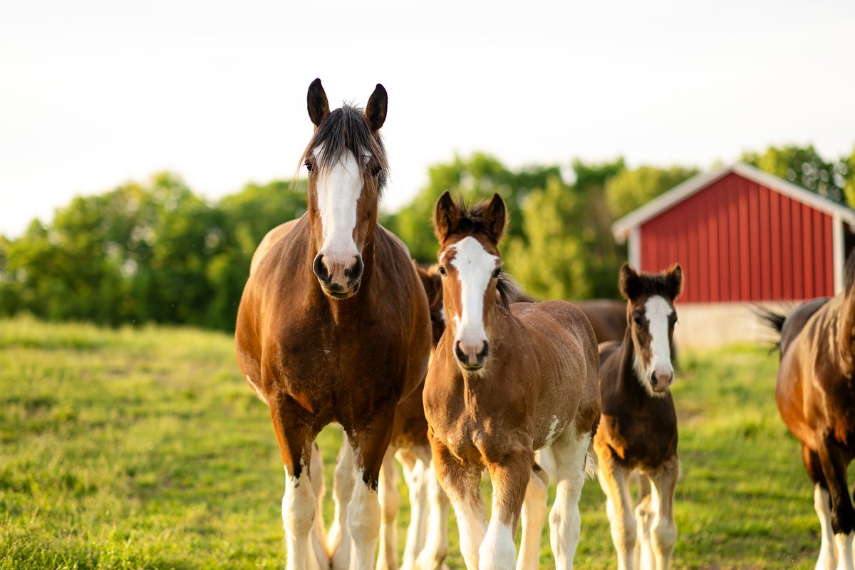 Warm Springs Ranch tweet media