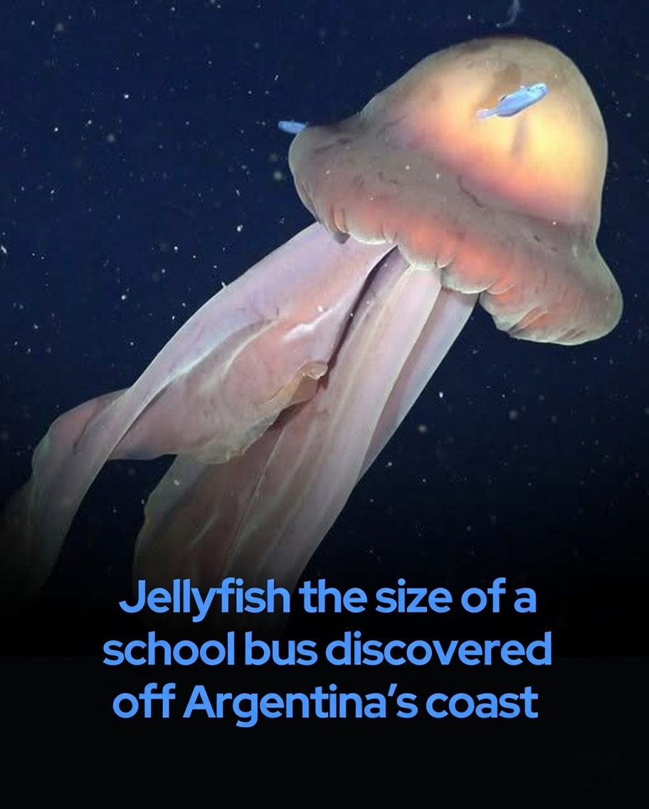 Deep-sea researchers have filmed one of the ocean’s most elusive giants: the Stygiomedusa gigantea, commonly known as the giant phantom jelly.

This extraordinary creature, spotted 820 feet (250 meters) below the surface off Argentina’s coast, can measure up to 3 feet (about 1
