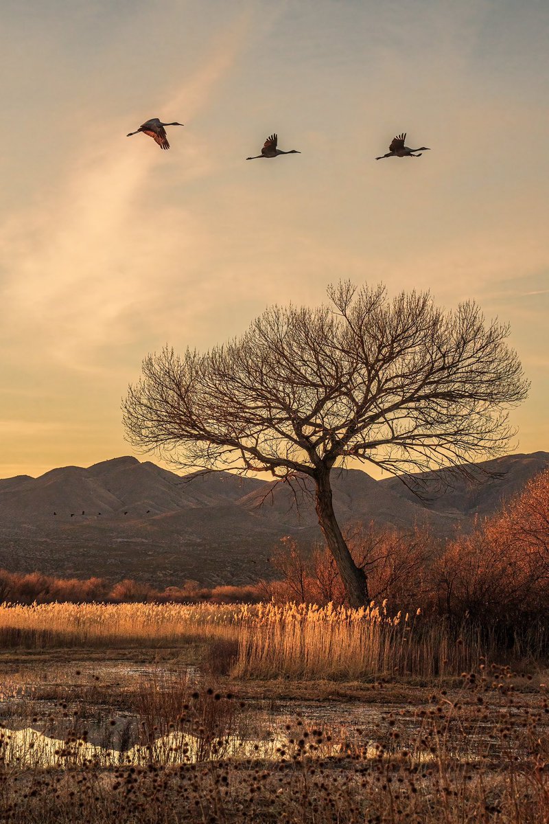 m. (@mmeralt) on Twitter photo 