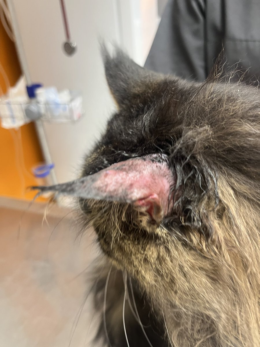 coding_jay's tweet image. Darf ich vorstellen Mr. Gammelohr