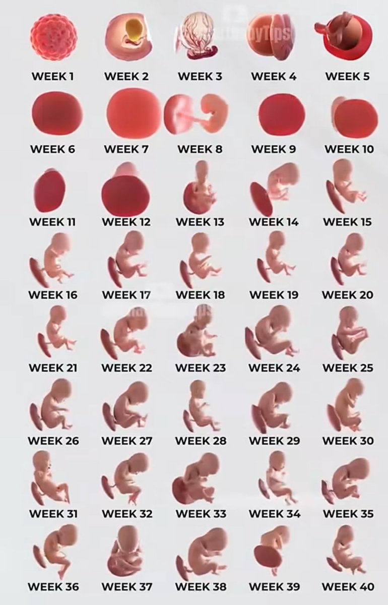 Baby growth week by week