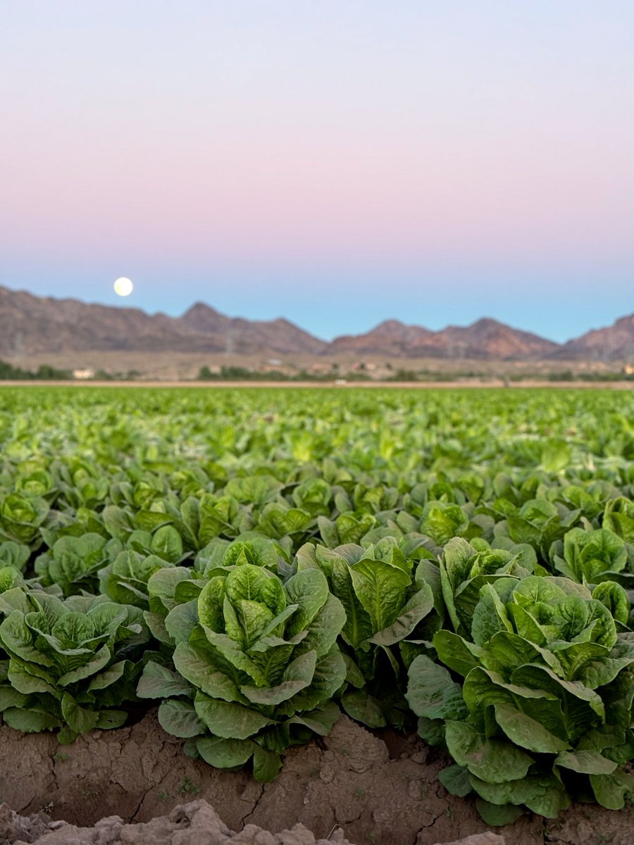 Tanimura&Antle tweet media