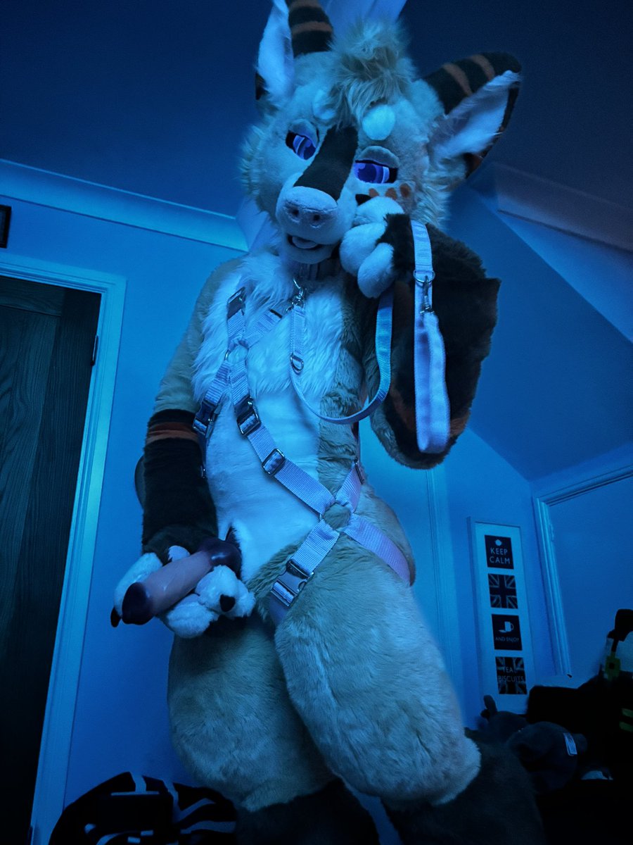 CorgbuttAD 🔜 CFZ tweet media