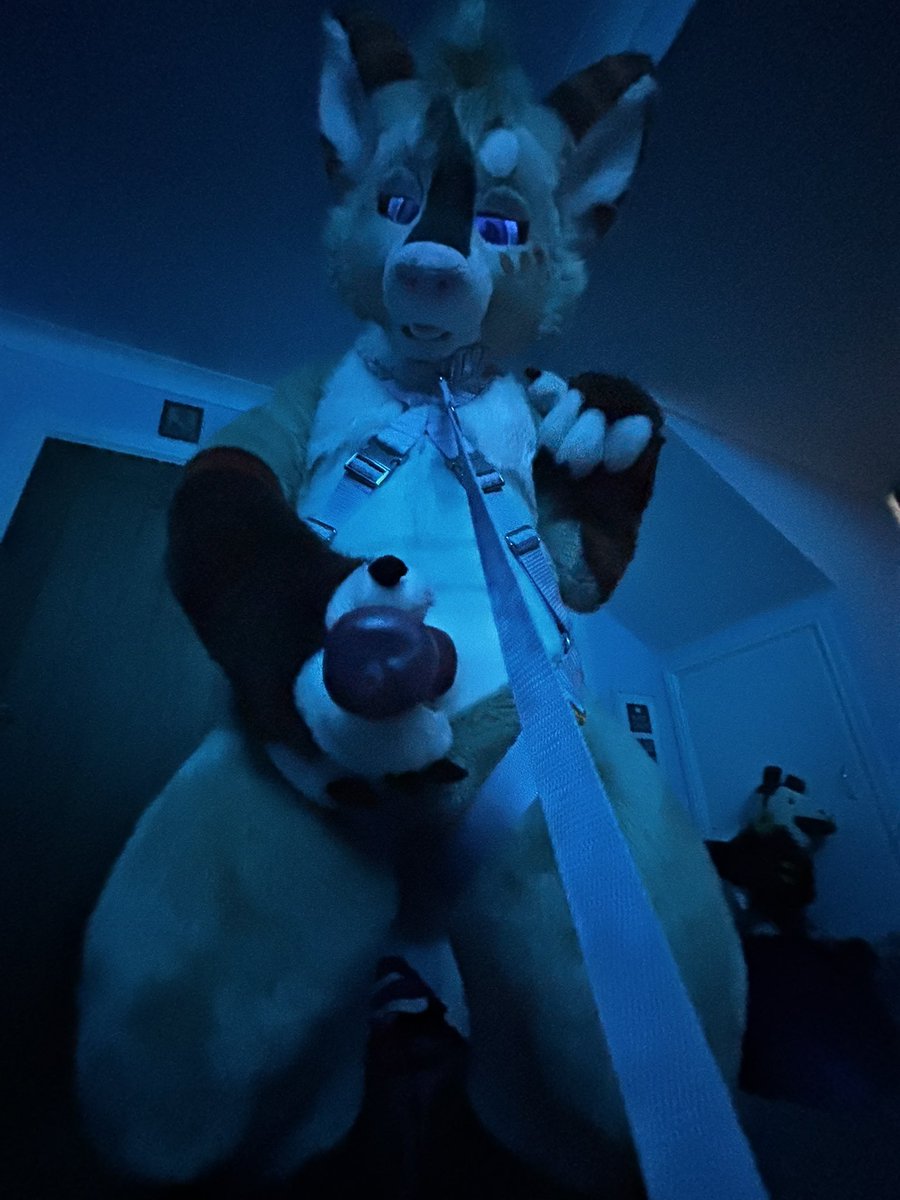 CorgbuttAD 🔜 CFZ tweet media