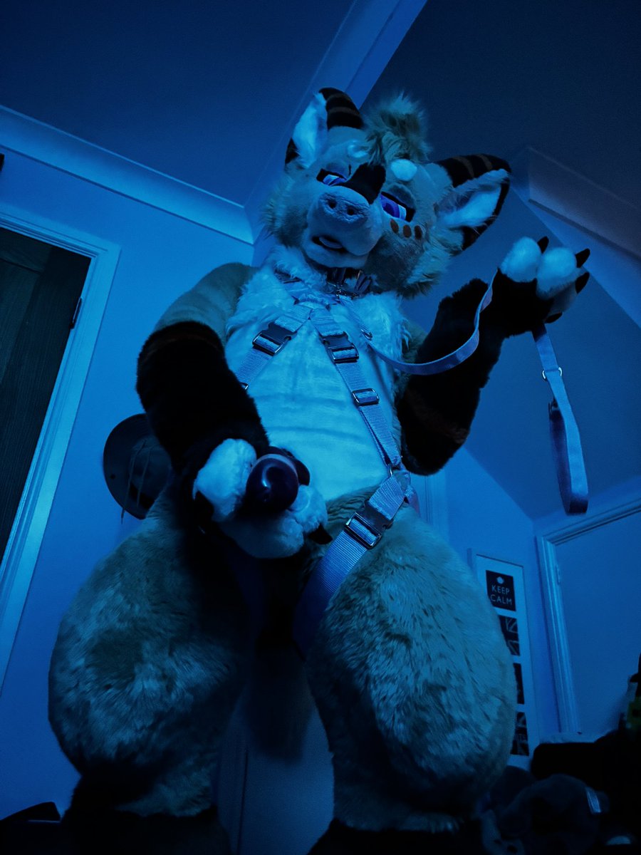 CorgbuttAD 🔜 CFZ tweet media