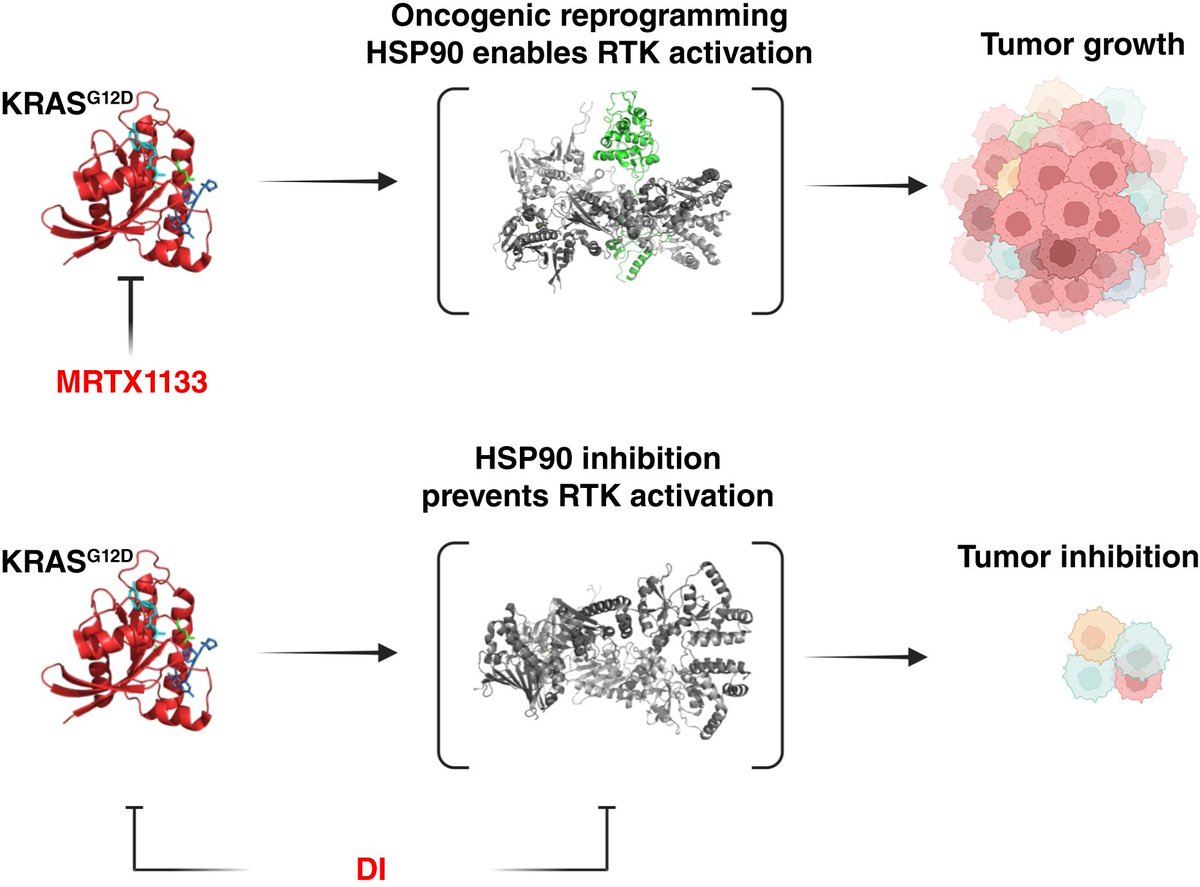 MCT_AACR's tweet photo. Read the #FirstDisclosure featured on cover of the February issue: Dual Inhibitors of #KRASG12D and #HSP90 Are Effective against KRASG12D Inhibitor Resistance, by Takeshi Shimamura and colleagues https://t.co/lgFA6YYVpm
@UICancerCenter @RanokTx https://t.co/bSRB7Yine3