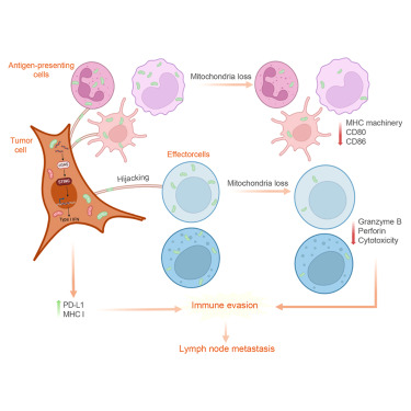 Cell_Metabolism's tweet photo. Mitochondrial transfer from immune to tumor cells enables lymph node metastasis https://t.co/FTEqfko7oj https://t.co/h4tvyxvhji