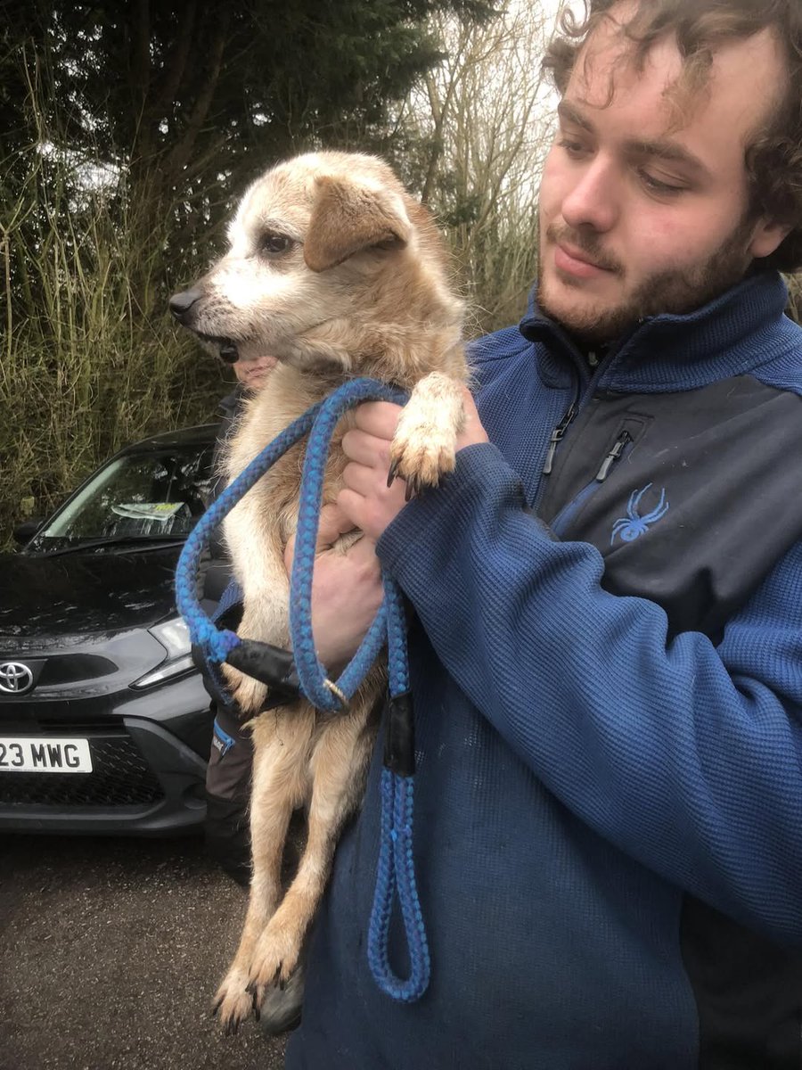 Please retweet to help Tina  AGED 15 find a home #LIVERPOOL #UK 
Available for adoption, registered British Charity✅
Owner sadly gone into care 💔
Homeless at 15 
Tina’s owner has gone into care and Tina has lost her home.
She’s spent months in boarding kennels, waiting, with no