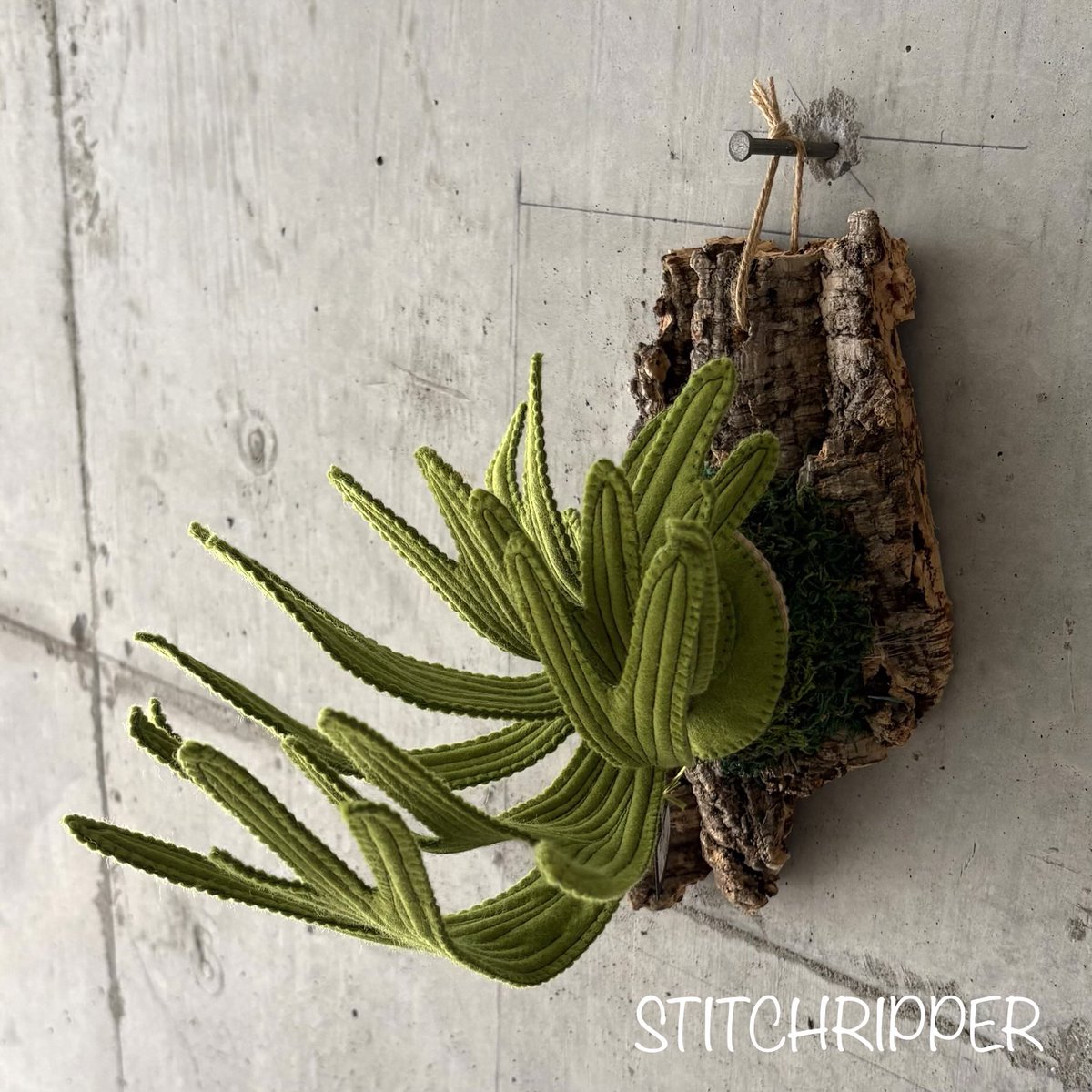 🌵ビカクシダは2種類、樹皮コルクに着生させて納品しました
#fakegreen #platycerium
#stitchripper #スティッチリッパー
デザートプランツ《 <a href="/DesertPlants363/">Desert Plants @経堂の植物屋</a> 》
▫️世田谷区宮坂3-6-3-1F
▫️小田急線&amp;千代田線 経堂駅3分
▫️12:00~19:00
▫️店休日:(水)(木)+不定休（祝日営業）